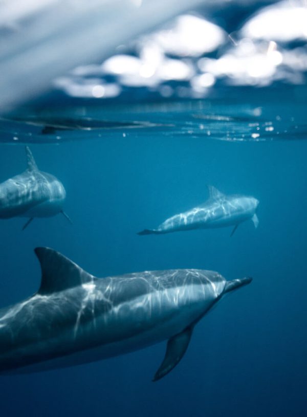 portfolio 07 free img