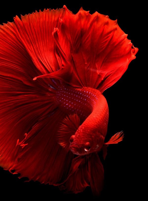 portfolio 09 free img